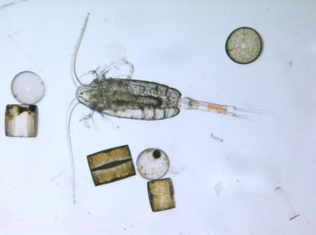 Eines der „Taxon-OMICS“-Forschungsobjekte: ein Ruderfußkrebs aus der Nordsee.   (© Senckenberg)