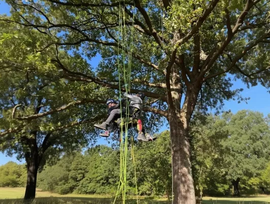 Bild: Baumpflege Sausen, der Spezialist für Bäume in Hamburg