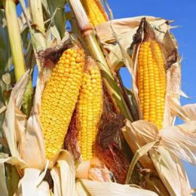 Bild: Dünger- & Ressourcenreduktion mit effektiver Bewässerung möglich