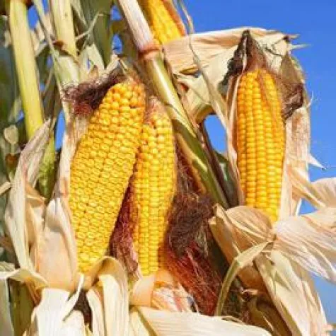 Dünger- & Ressourcenreduktion mit effektiver Bewässerung möglich Bild: Dünger- & Ressourcenreduktion mit effektiver Bewässerung möglich