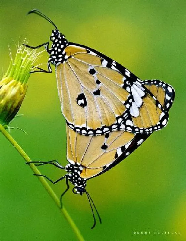 Plain Tiger Butterflies Mating by Dr. Pulikkal