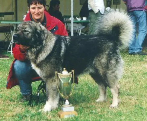 Bild: Kaukasischer Owtscharka Anuschka von der alten Dorfschule in Hall of Fame der Rassehunde aufgenommen