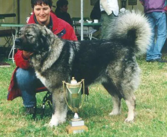 Bild: Kaukasischer Owtscharka Anuschka von der alten Dorfschule in Hall of Fame der Rassehunde aufgenommen