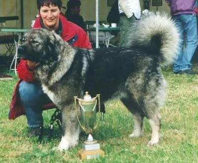 Bild: Kaukasischer Owtscharka Anuschka von der alten Dorfschule in Hall of Fame der Rassehunde aufgenommen