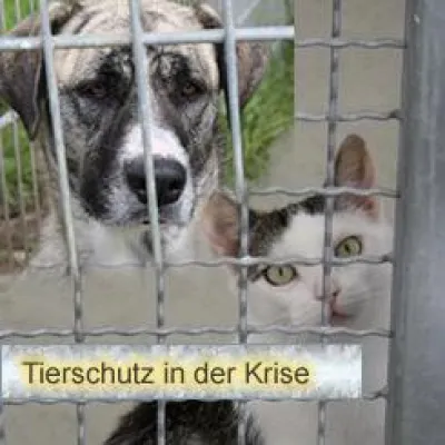 Seedorfer Unternehmen bietet Tierschutzvereinen kostenlose Einrichtung von Web-Seiten an Bild: Seedorfer Unternehmen bietet Tierschutzvereinen kostenlose Einrichtung von Web-Seiten an