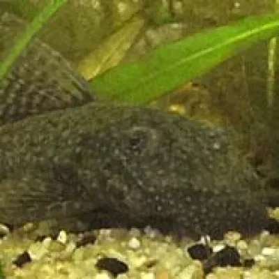 Hilfe rund um das Thema Aquaristik Bild: Hilfe rund um das Thema Aquaristik