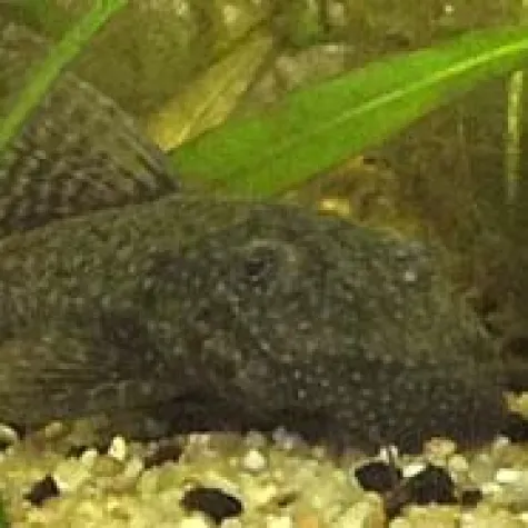 Bild: Hilfe rund um das Thema Aquaristik