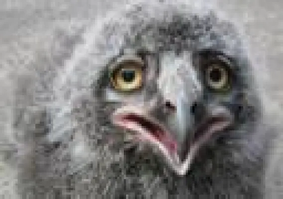 Bild: Schnee-Eulen-Nachwuchs in Yukon Bay im Erlebnis-Zoo Hannover