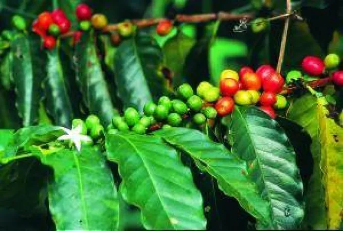 Bild: Kolumbien: karibisch, tropisch, unermesslich...