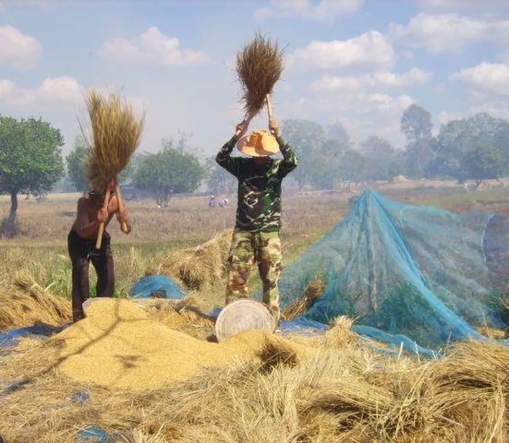 Reisdreschen in Isaan / Thailand (Foto: C. Schneider, Proplanta)