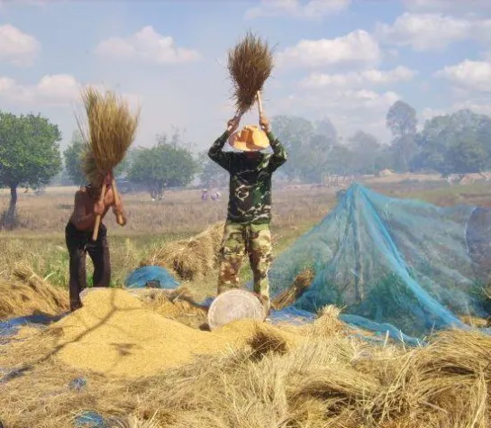 Bild: Reisernte in Thailand in vollem Gang