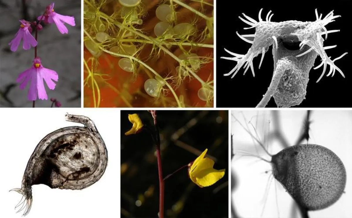 Strukturelle Vielfalt bei fleischfressenden Wasserschläuchen (Utricularia spp.), Fallen und Blüten. (Fotos: A. Fleischmann (SNSB-BSM) und Plant Biomechanics Group Freiburg)