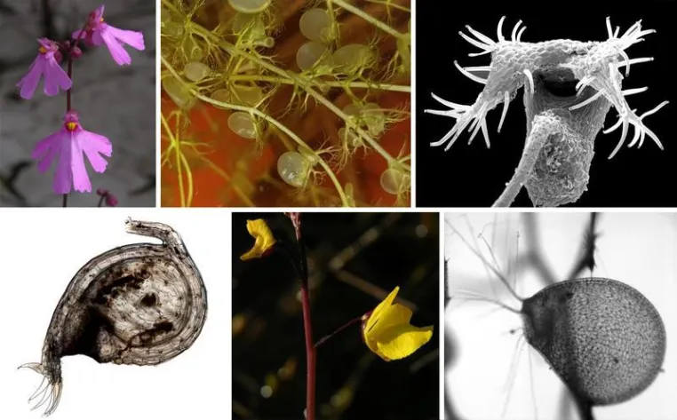 Bild: Evolution der schnellsten Fallen im Pflanzenreich