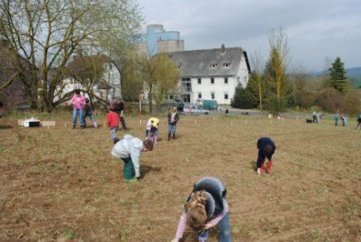 Schüler des internationalen Schulbauernhofs helfen bei der Erstbepflanzung KUP des Bioenergiezentrums Leinetal in Hardegsen