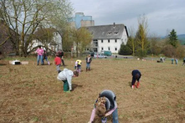 Bild: Erstbepflanzung einer Kurzumtriebsplantage in Hardegsen