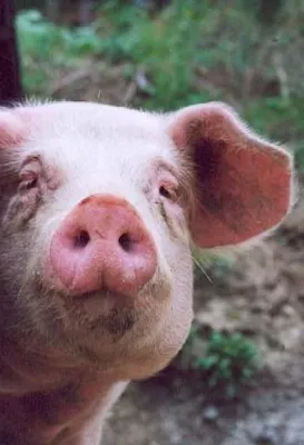 Bild: Schweinegrippe und Influenza - Übertragung durch Trink-/Tränkwasser