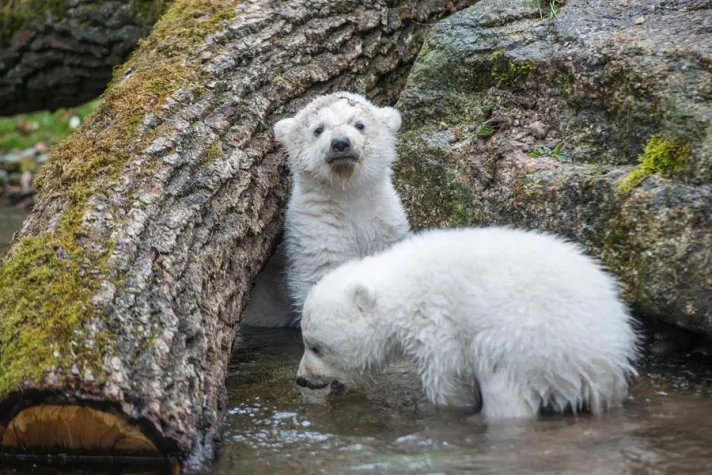 Bild: Norbert tauft Norbert - Münchens Eisbär-Baby hat einen Namen