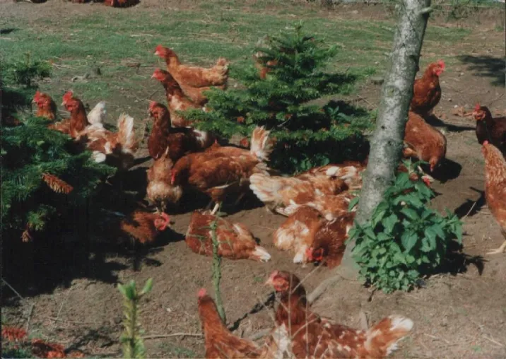 Geflügelhaltung: Aufstallungsgebot zur Sanierung der Großen auf Kosten der Kleinen? Bild: Geflügelhaltung: Aufstallungsgebot zur Sanierung der Großen auf Kosten der Kleinen?