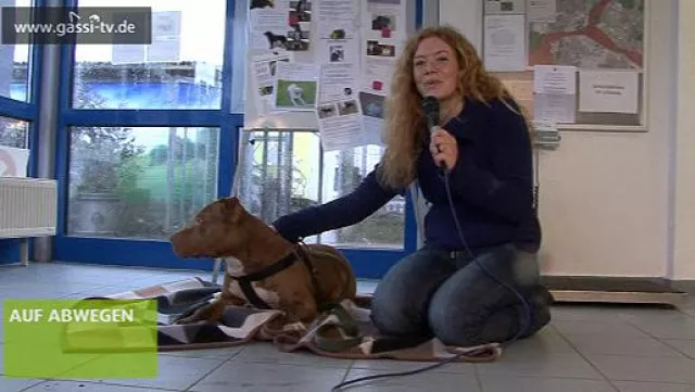 Bild: Von Rassehunden zu Tierheimbewohnern