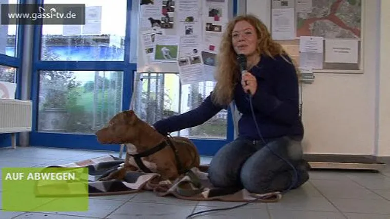 Bild: Von Rassehunden zu Tierheimbewohnern