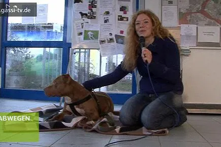Von Rassehunden zu Tierheimbewohnern Bild: Von Rassehunden zu Tierheimbewohnern
