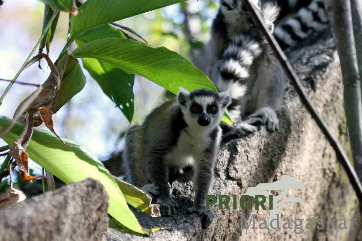 Lemur in Madagaskar. PRIORI Reisen.