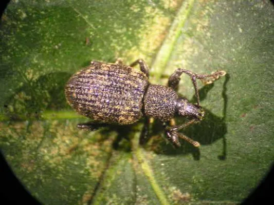 Bild: Dank Nematoden geht es Dickmaulrüssler-Larven endlich an den Kragen - Nützlingseinsatz simpel und wirkungsvoll