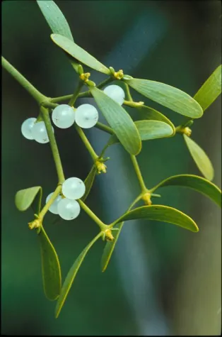 Bild: BSG-Urteil zur Erstattung der Misteltherapie