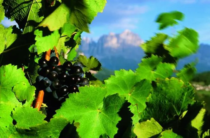 Bild: „Wein erleben in Südtirol“