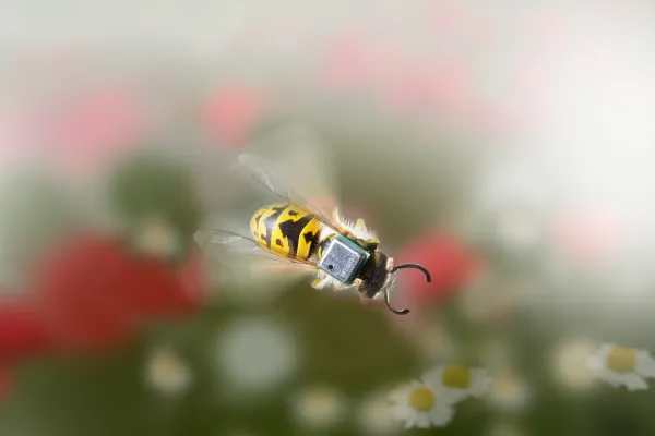 Bild: MS5837 – Mini-Absolutdrucksensor mit hoher Auflösung in 2 oder 30 bar