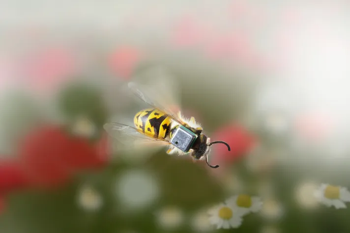 Bild: MS5837 – Mini-Absolutdrucksensor mit hoher Auflösung in 2 oder 30 bar