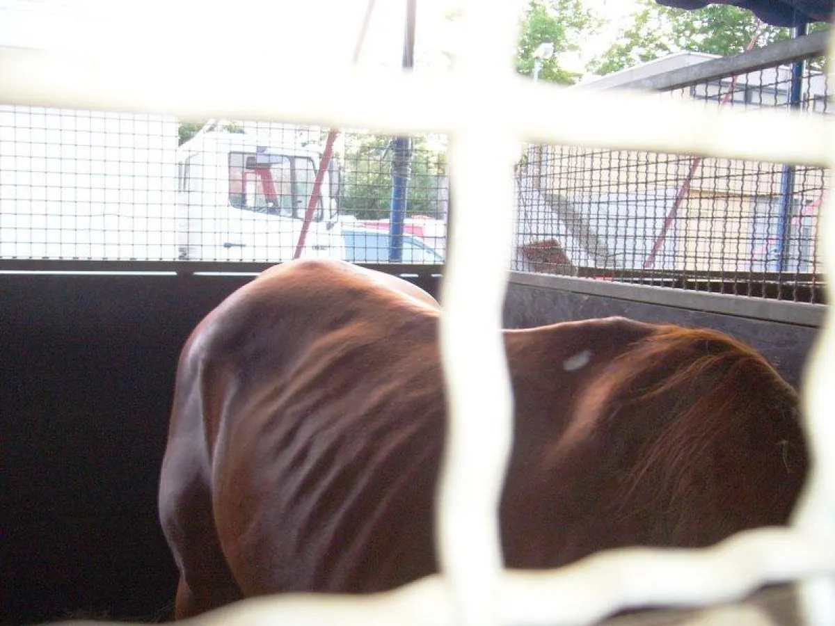 Zirkus Barelli/ Pferd in Heidelberg 13.6.08