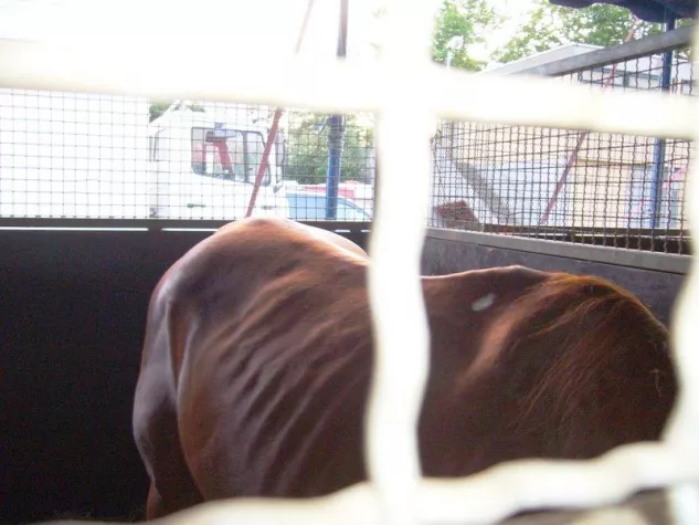 Poor Hannibal in Heidelberg Bild: Poor Hannibal in Heidelberg