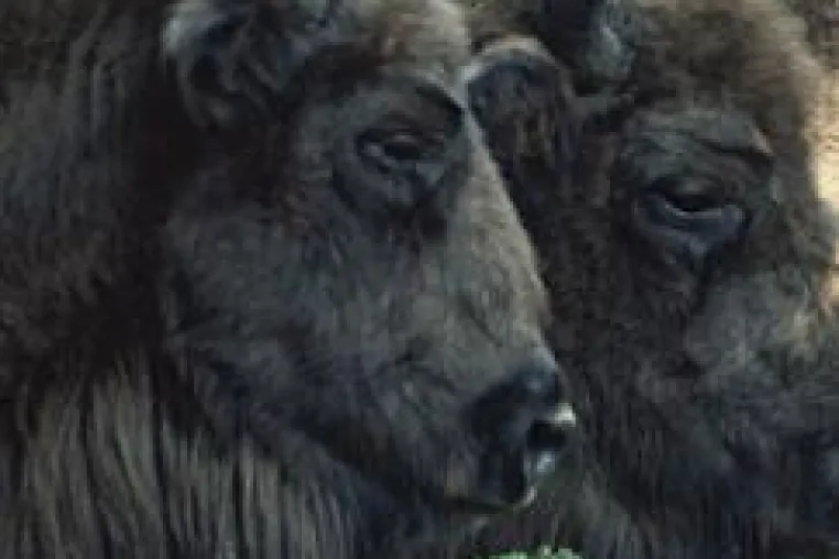 Bild: Das Wisent grüßt den Radler - Fahrradreise ins Urwalddorf Bialowieza