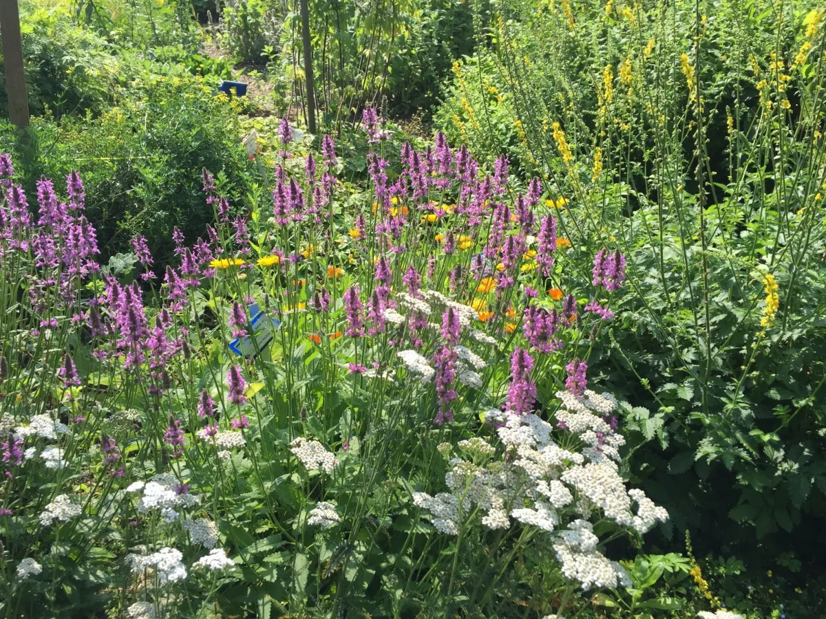 Kräuterkraft (© Corinna Fischer)