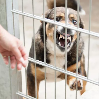 Bild: Immer mehr gefährliche Hunde: Neue Ausbildung soll Tierpfleger schützen