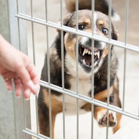 Bild: Immer mehr gefährliche Hunde: Neue Ausbildung soll Tierpfleger schützen