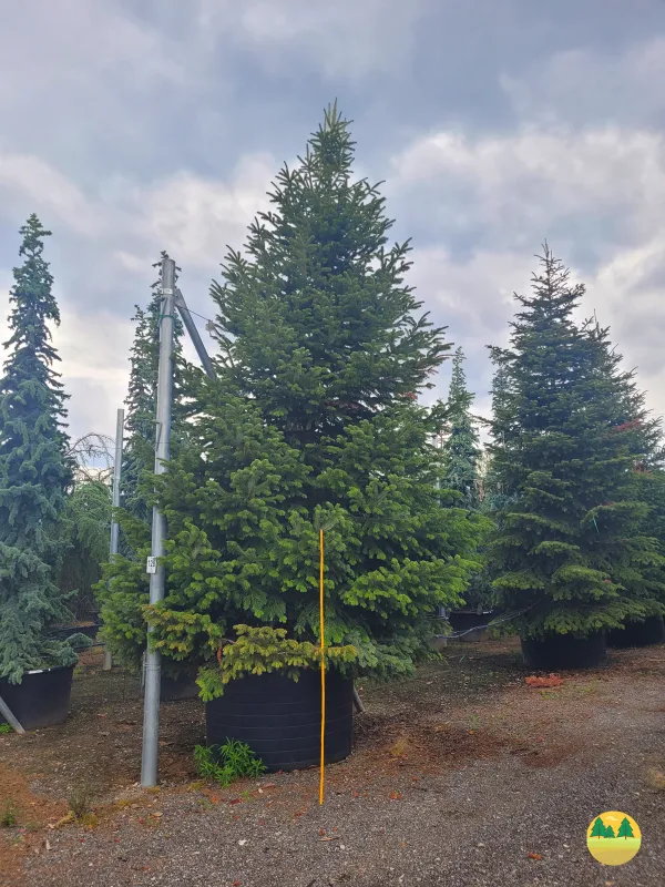 Ich bin 7 Meter hoch, wiege 2 Tonnen und werde 500 Jahre alt: Dein nachhaltiger Weihnachtsbaum (© Plant Storage)
