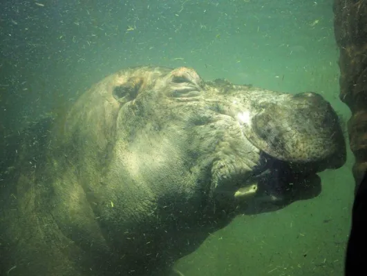 Bild: Flusspferd-Bulle aus Belgien für Stelldichein im Erlebnis-Zoo Hannover