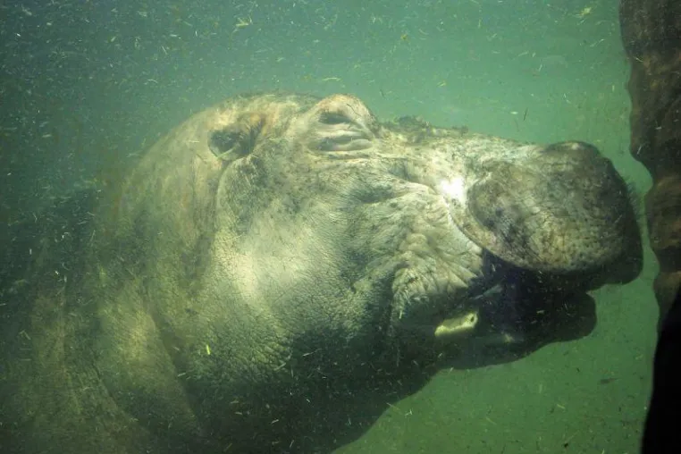 Bild: Flusspferd-Bulle aus Belgien für Stelldichein im Erlebnis-Zoo Hannover