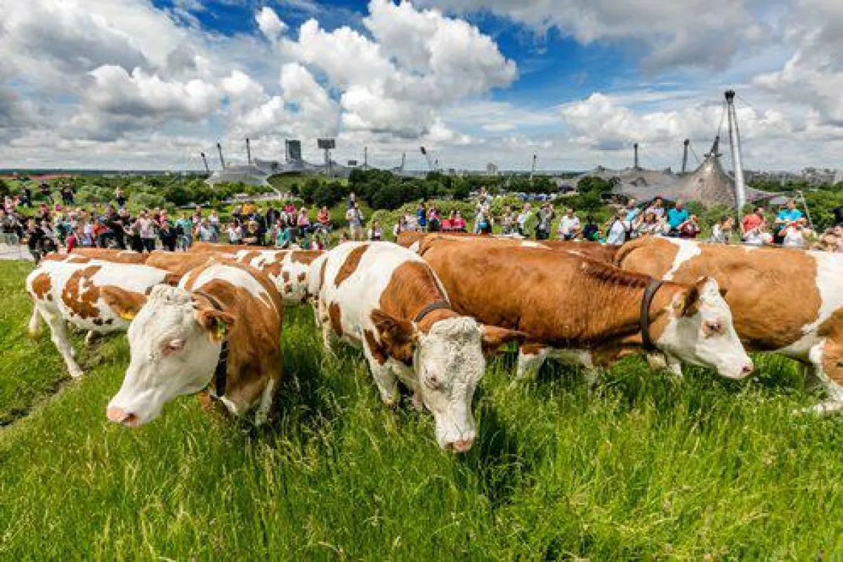 Bild: Grasende Jungrinder vor dem Olympiaturm auf dem Münchner Olympiaberg. Bildquelle: LVBM