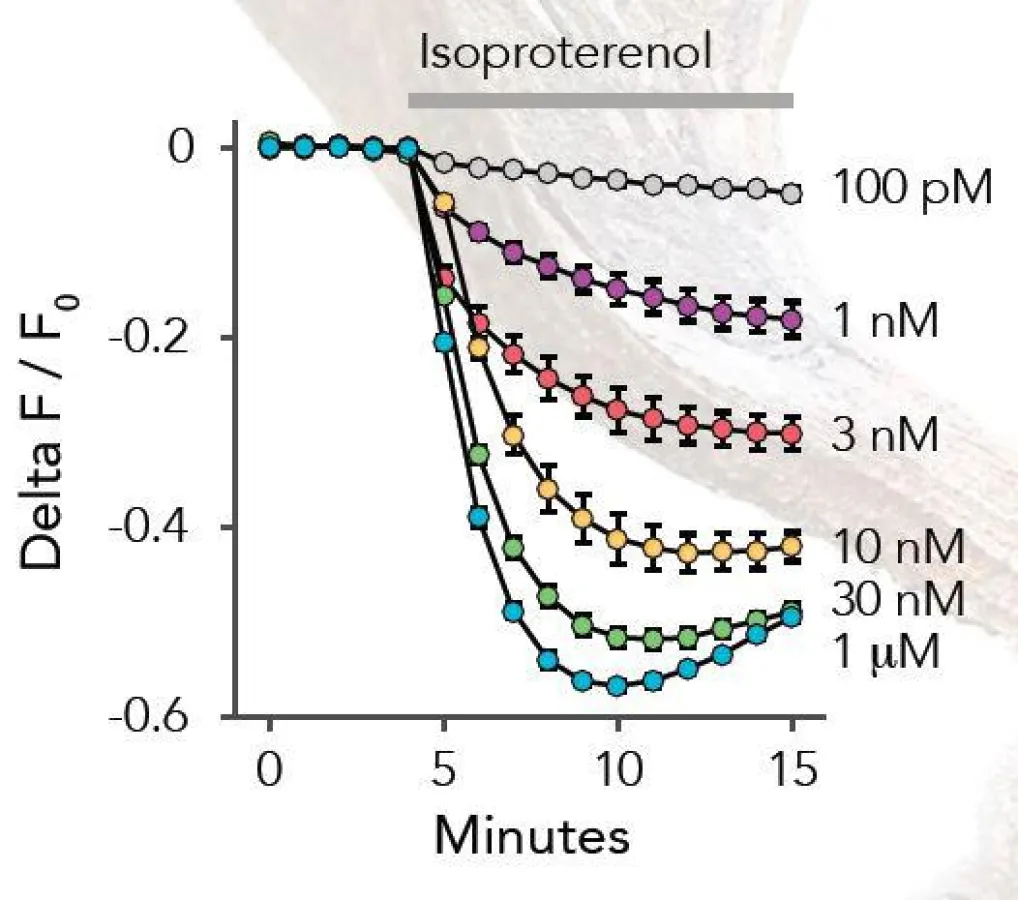 cADDis in lebenden HEK-293 Zellen