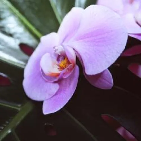 Bild: 22. Internationale Orchideenschau in Bad Salzuflen