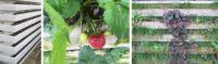 Bild: Vertikal und grün - Fassadenbegrünung 4.0 (Feinstaub- & Schallschutzwand)