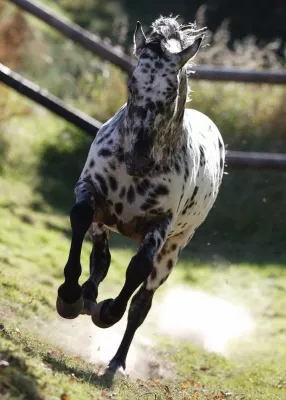 Bild: Das Pferd ist, was es isst