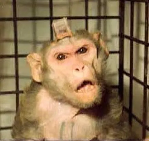 Bild: Über eine Million Euro Steuergelder für Affenversuche