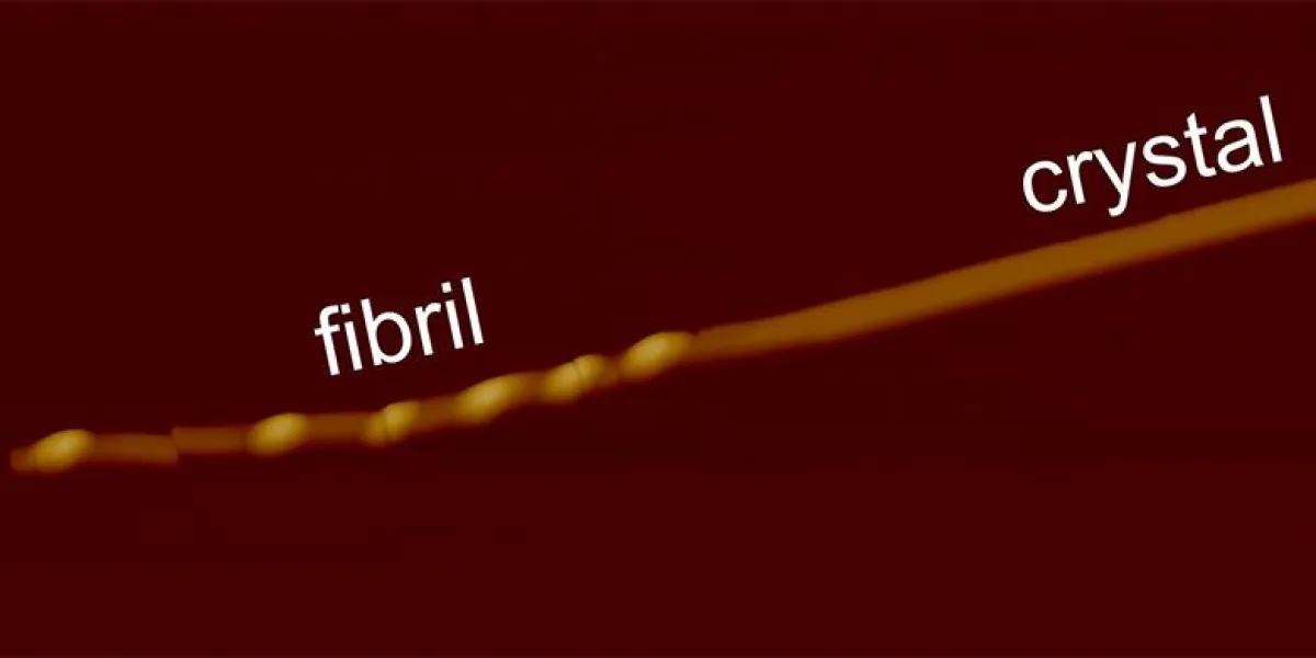Eine Fibrille geht durch Ausdrehen in Kristallform über. (Jozef Adamcyk / ETH Zürich)