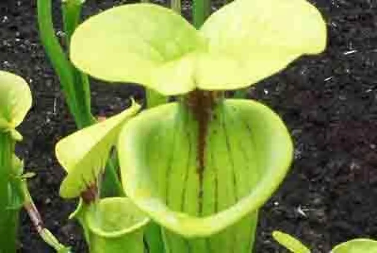 Fleischfressende Pflanzen