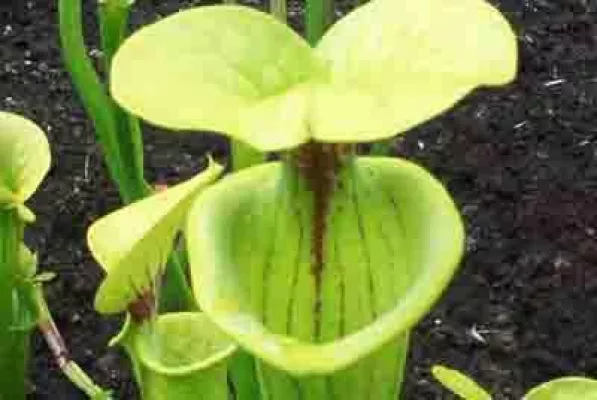 Bild: Fleischfressende Pflanzen