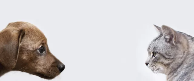 Bild: www.DiploVets.com Veterinär Telemedizin mit neuen Funktionen & Fachgebieten